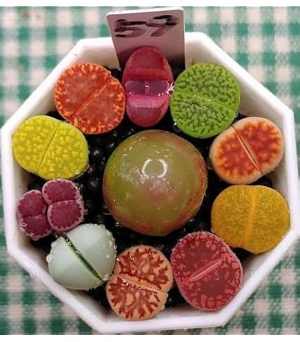 Amazon.co.jp: レア 多肉植物 リトープス 三面体 おばけ 9点